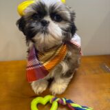 Bella Shih Tzu 01