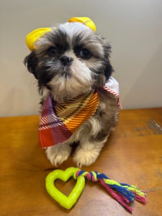 Bella Shih Tzu 01