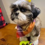 Bella Shih Tzu 02