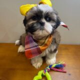 Bella Shih Tzu 03