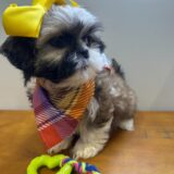 Bella Shih Tzu 04