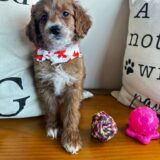 Bianca Goldendoodle 02