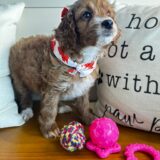 Bianca Goldendoodle 03