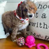 Bianca Goldendoodle 04