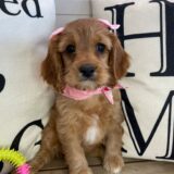 Bibi Cavapoo 01