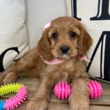 Bibi Cavapoo 02