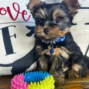 Bolt Yorkshire Terrier 01