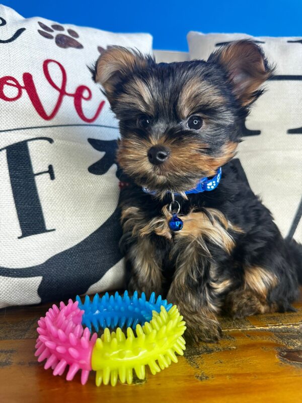 Bolt Yorkshire Terrier 01