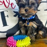 Bolt Yorkshire Terrier 02