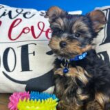 Bolt Yorkshire Terrier 03