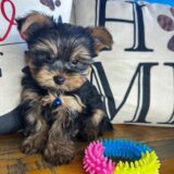 Bolt Yorkshire Terrier 04