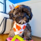 Bonnible Shihpoo 01