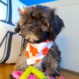 Bonnible Shihpoo 02