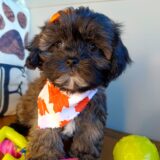 Bonnible Shihpoo 03