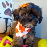 Bonnible Shihpoo 04