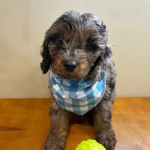 Boomer Cockapoo 01