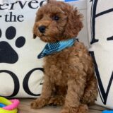 Brewster Poodle 01