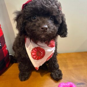 Candy Miniature Poodle 01