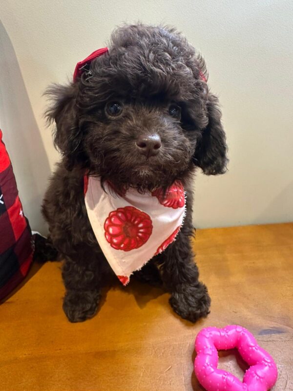 Candy Miniature Poodle 01