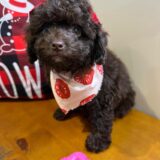 Candy Miniature Poodle 02