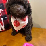 Candy Miniature Poodle 03