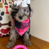 Cardi Miniature Poodle 02