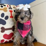 Cardi Miniature Poodle 03