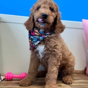 Charly Goldendoodle 01