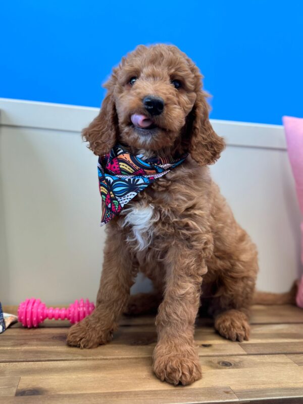 Charly Goldendoodle 01