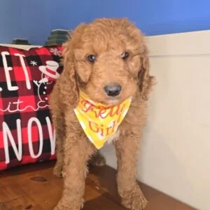 Charly Goldendoodle 01