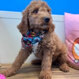 Charly Goldendoodle 02