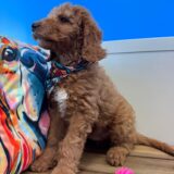 Charly Goldendoodle 03