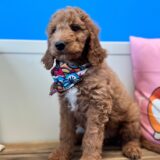 Charly Goldendoodle 04