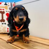 Chase Miniature Dachshund 01