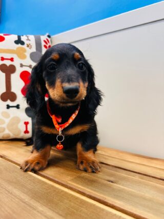 Chase Miniature Dachshund 01