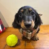 Chase Miniature Dachshund 01