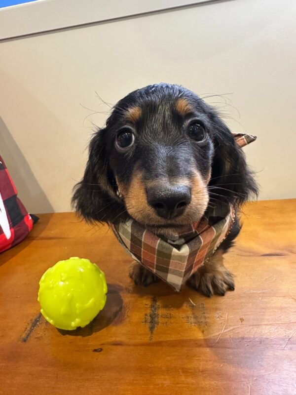 Chase Miniature Dachshund 01