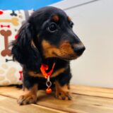 Chase Miniature Dachshund 02