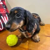 Chase Miniature Dachshund 02