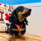 Chase Miniature Dachshund 03