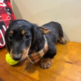 Chase Miniature Dachshund 03