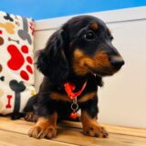 Chase Miniature Dachshund 04