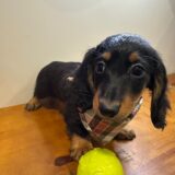 Chase Miniature Dachshund 04