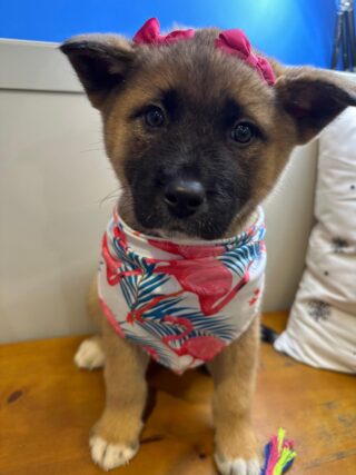 Coco Akita 01