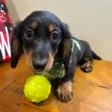 Cody Miniature Dachshund 01