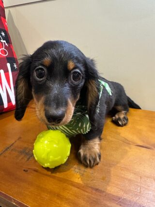 Cody Miniature Dachshund 01