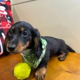 Cody Miniature Dachshund 02