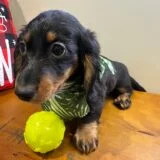 Cody Miniature Dachshund 03