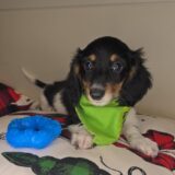 Connor Miniature Dachshund 02