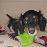 Connor Miniature Dachshund 03